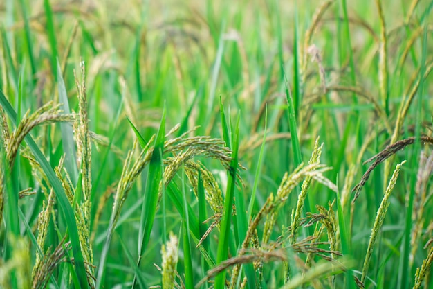 Closeup view of rice paddy in the rice terraces 