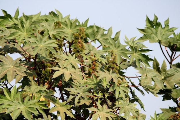 Ricinus Communis 잎 Badami의 근접 촬영보기