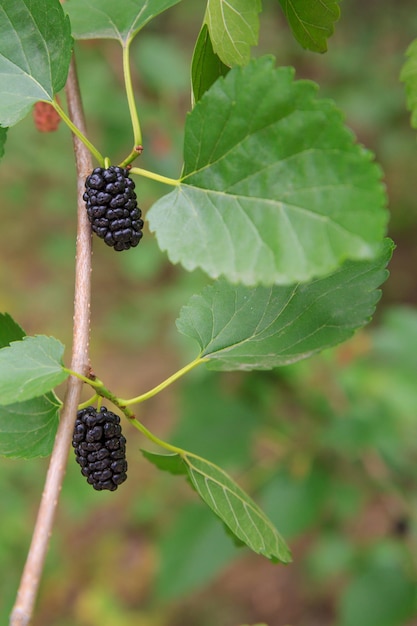 Closeup view of ripe mulberries on a tree with an orchard on the blurred background