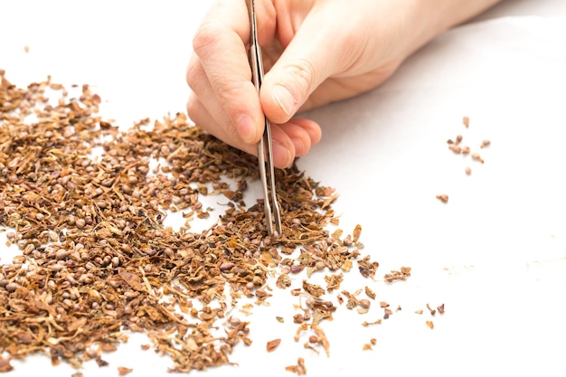 A closeup view of a scientist extracting dried plant samples with a pair of tweezers