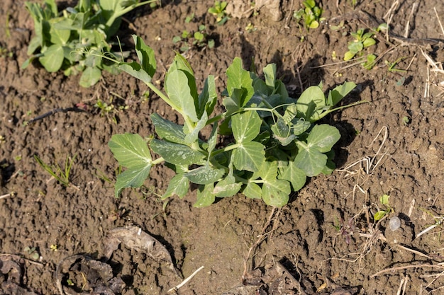 小さなエンドウ豆植物のクローズ アップ ビュー