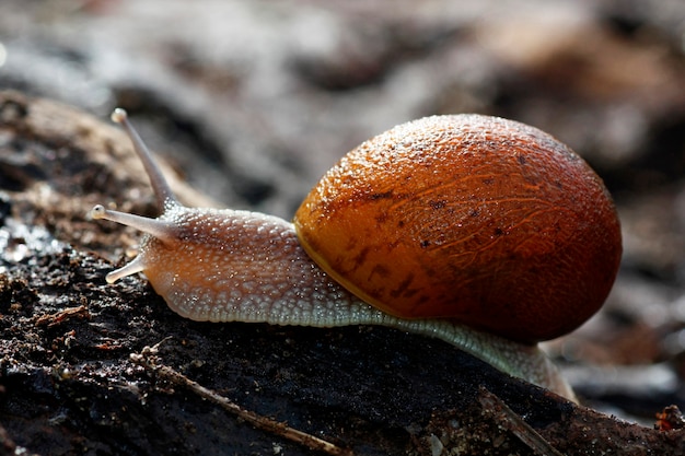 Closeup view of a snail on top of a wood log.