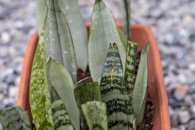 Closeup view of a snake plant leaves