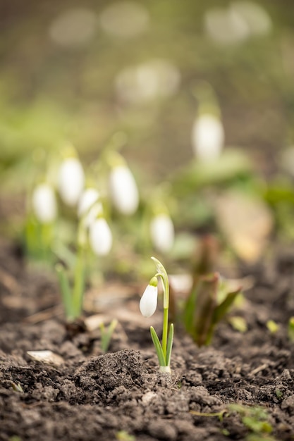 Photo closeup view of snowdrop flower