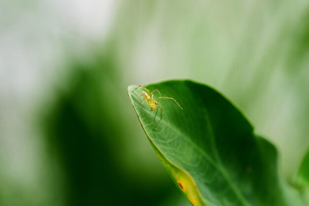 Closeup view of spider isolated on green leaf