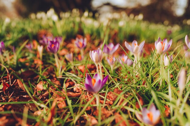 Photo closeup view of the spring flowers in the park