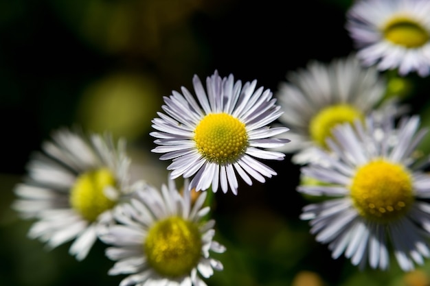 Closeup view of summer blooming flower with blurred background.