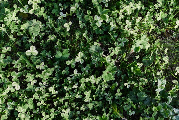 Closeup view of summer green lawn grass microclover in sunlight