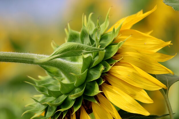 A closeup view of the sunflower bloom