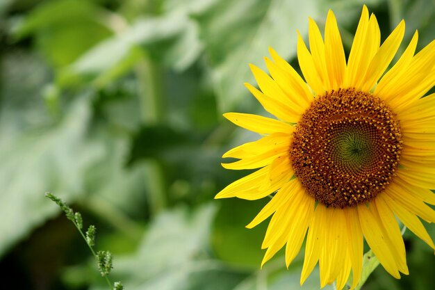 A closeup view of the sunflower bloom