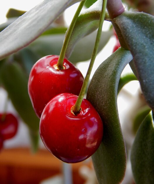 Photo closeup view of sweet ripe cherry berries on a stalk