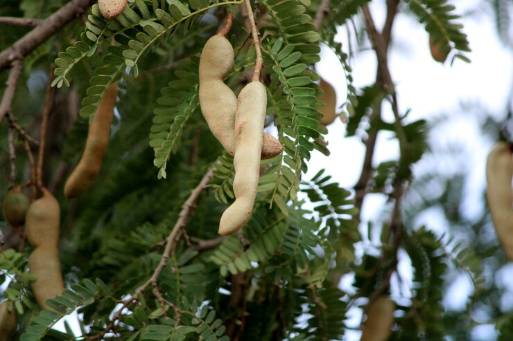 Крупным планом вид тамаринда (Tamarindus indica).
