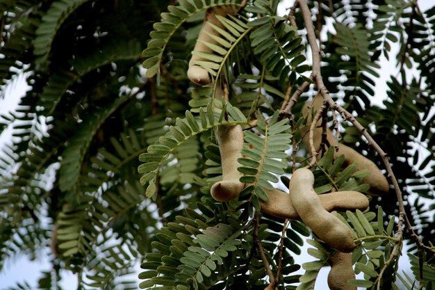 Tamarind (Tamarindus indica)의 근접 촬영 보기입니다.