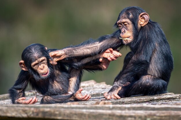 Photo closeup view of two funny young african chimpanzees fighting and having fun