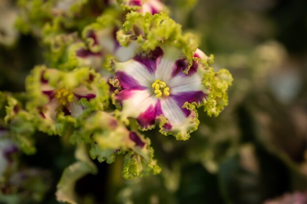 Closeup view of violet flower