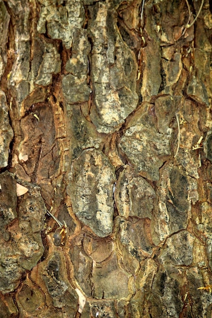 Closeup view of the wild tree stem