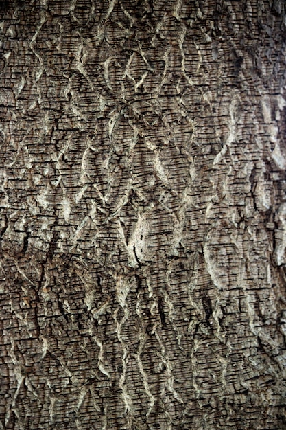 Closeup view of the wild tree stem