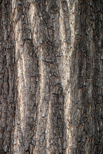 Closeup view of the wild tree stem