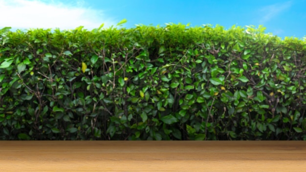 Closeup view of wooden table with green bush