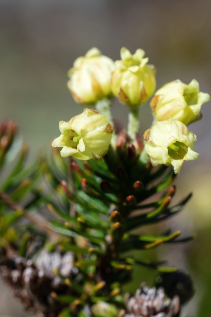 Closeup view of yellow flowers Siberian Juniper (Juniperus sibirica Burgsd) - medicinal evergreen coniferous plant on sunny day. Wild flora of Kamchatka Peninsula, Russian Far East, Eurasia.