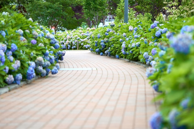 Макрофотография фиолетовой гортензии (Hydrangea macrophylla)