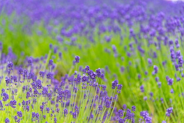 closeup violet Lavender flowers field in summer sunny day with soft focus blur background Furano