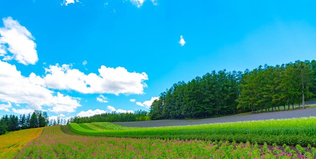 近くの紫色 ラベンダー花の畑 夏の晴れた日に 柔らかいフォーカスで  ⁇ 昧な自然の背景