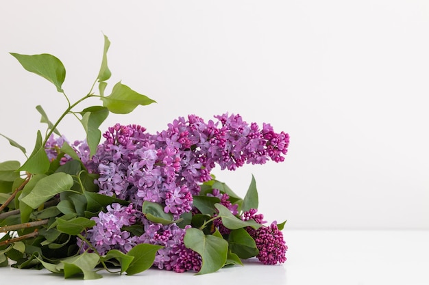 Closeup of a violet purple lilac flowers in the spring