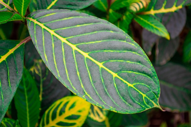 Closeup of vivid green leaf with yellow veins background