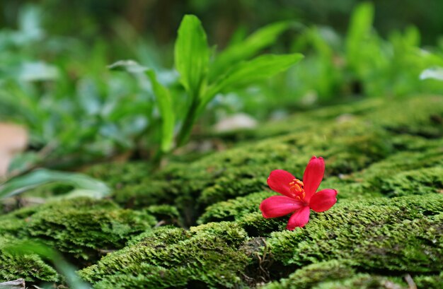 Крупным планом яркий розовый крошечный цветок ятрофы, падающий на яркий зеленый мох