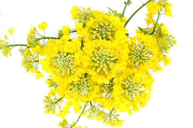 색 배경 에 생생 한 노란색 카놀라 꽃 의 클로즈업