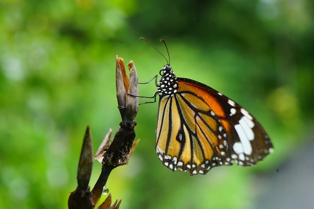 Foto closeup vlinder op bloem