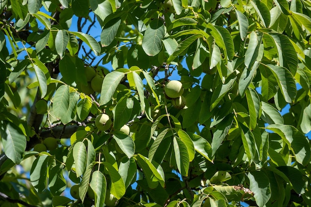 Closeup of walnut leaves and green walnuts