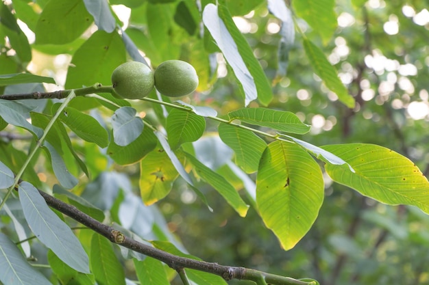 Closeup of a walnut tree with green fruits in the farm