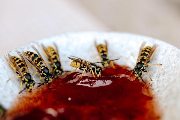 Closeup of a wasp on a jam