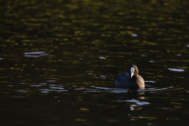 Closeup of water bird Eurasian Coot swimming in the lake