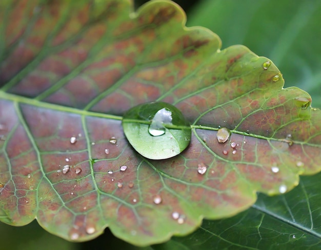 Closeup Water Droplet on a Vibrant Leaf