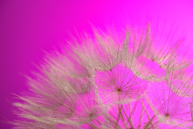 Photo closeup of water drops on purple flower