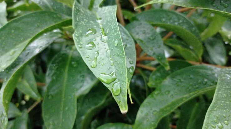 雨が降った後のマンゴー葉の水のクローズアップ
