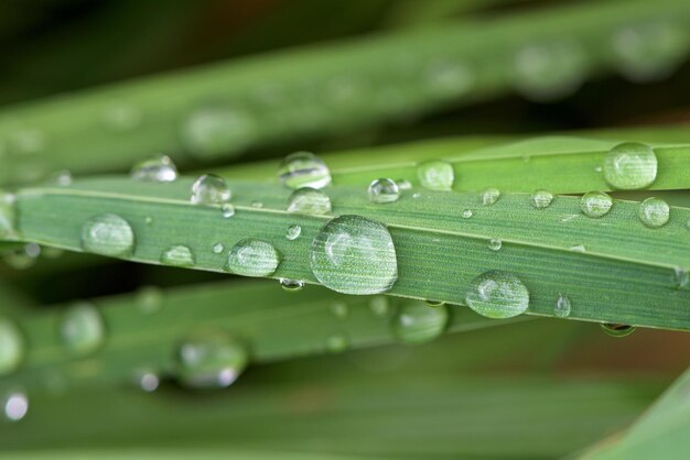 Closeup of waterdrop on the grass blade