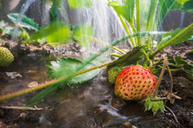 夏のプランテーションで熟したイチゴに水をまくクローズ アップ水の滴が作物を灌漑しますガーデニングのコンセプトベッド行で育つ農業植物