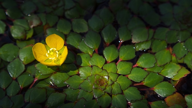 Closeup waterkastanje in een vijver, (Ludwigia sedioides Hora)