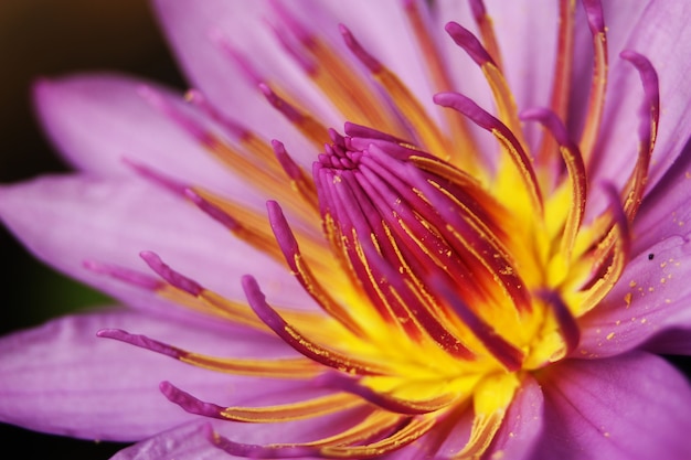 Foto closeup waterlily lotusbloem