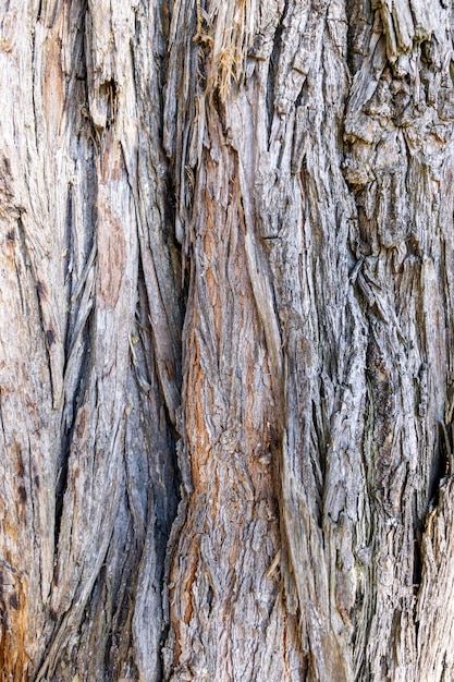 Closeup of the weathered roughtextured tree bark with cracks