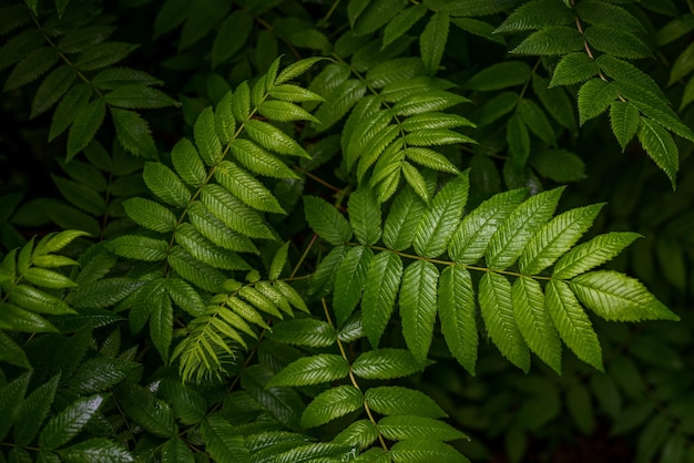 Closeup of wet green fern leaves during rain