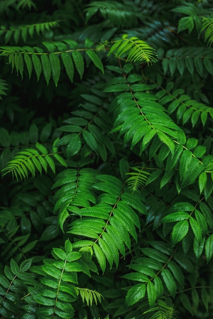 Closeup of wet green fern leaves during rain