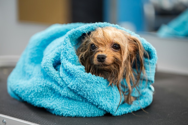 Closeup of a wet Yorkshire terrier wrapped in a blue towel on a table at a veterinary clinic