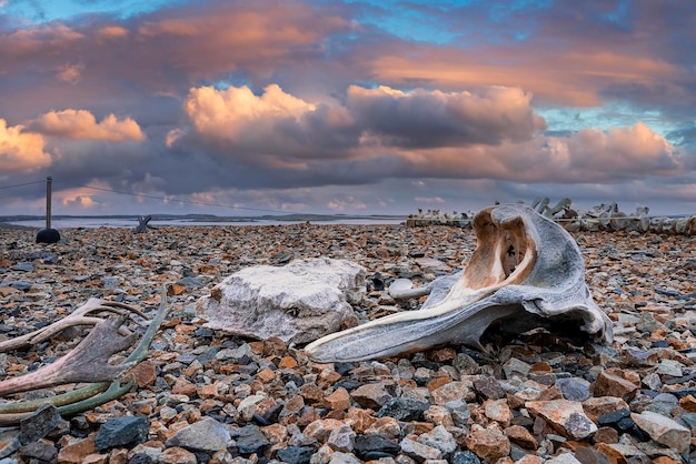 Closeup of whale skeleton on stones at beach against cloudy sky during sunset