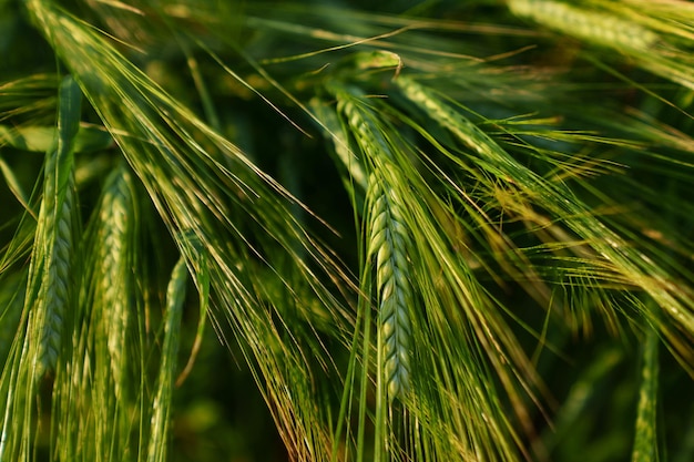Closeup of wheat ears on the background of a green field Ecological farm products