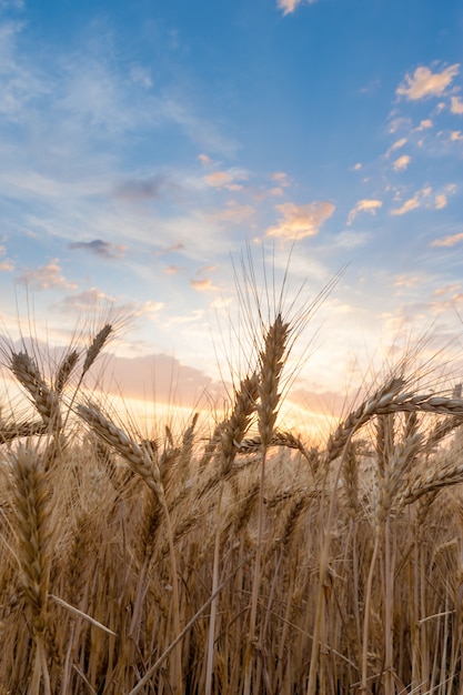 Closeup of wheat ears on sunset sky